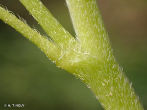 Oxalis dressé, Oxalis de Dillenius © H. TINGUY