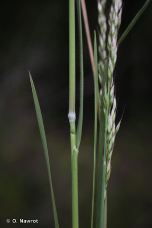 Fausse-arrhénathère à longues feuilles, Avoine de Thore © O. Nawrot