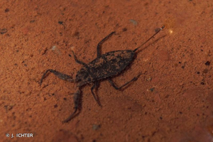 Nèpe cendrée, Nèpe rousse, Scorpion d'eau, Punaise scorpion © J. ICHTER