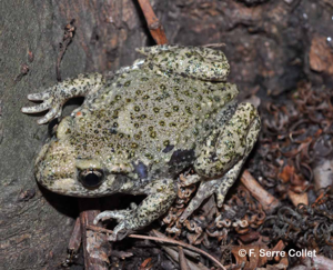 Alyte accoucheur (L'), Crapaud accoucheur © F. Serre Collet