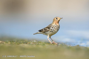 Pipit à gorge rousse © E. SANSAULT - ANEPE Caudalis