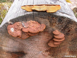 Lenzite des clôtures © D. Sugny