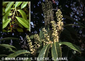 Laurier-cerise, Laurier-palme © MNHN-CBNBP S. Filoche