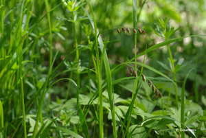 Mélique uniflore © P. Gourdain