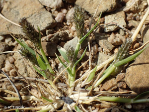 Crypside faux vulpin, Crypsis faux Vulpin © H. TINGUY