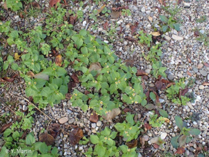 Galinsoga cilié © 