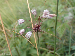 Ail maraîcher, Ail des endroits cultivés © 