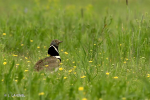 Outarde canepetière © J. LAIGNEL