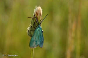 Procris des Centaurées (Le), Turquoise des Globulaires (La) © D. Demergès
