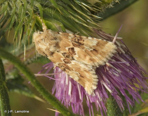 Noctuelle jaunâtre (La) © J-P. Lamoline