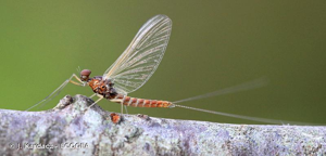  © J. Kardacz - ECOGEA