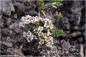 Thorella, Caropsis de Thore © J.-J. Milan