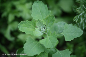 Chénopode à feuilles d'Obier © R. Dupré MNHN/CBNBP