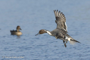 Canard pilet © Pierre-Yves Le Bail