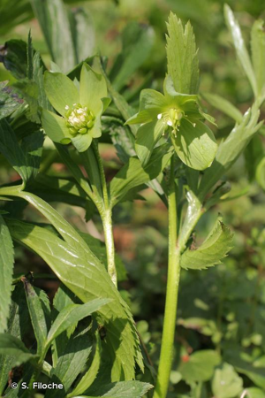 Hellébore vert, Herbe de saint Antoine © S. Filoche
