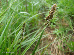 Laîche des renards, Carex des renards © P. Rouveyrol