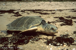 Tortue de Kemp (La) © © D. Grelin - J. Fretey