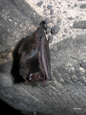 Barbastelle d'Europe, Barbastelle © P. Gourdain