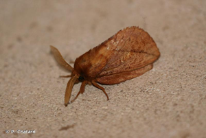 Buveuse (La) © P. Chatard