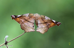 Ennomos du Lilas (L') © P. Chatard