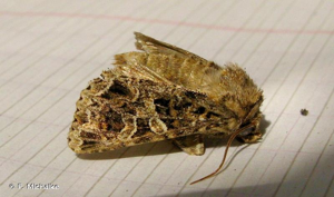 Noctuelle capsulaire (La) © F. Michalke