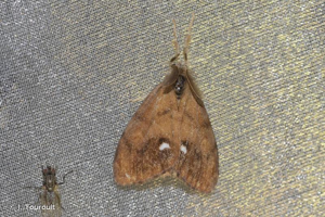 Etoilée (L'), Bombyx antique (Le) © J. Touroult