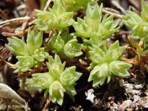 Scléranthe polycarpe © H. TINGUY