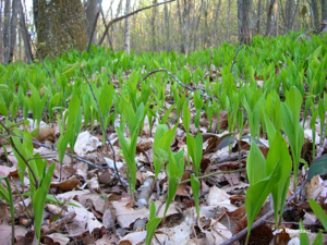 Muguet, Clochette des bois © P. Gourdain
