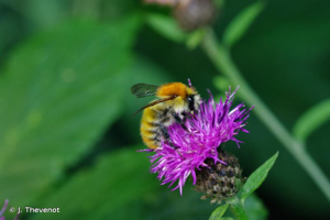 Bourdon des champs © J. Thevenot