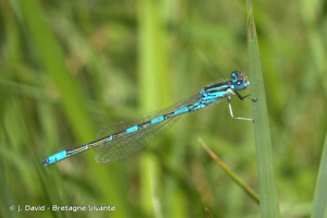 Agrion mignon (L') © J. David - Bretagne Vivante