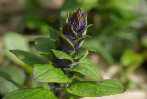 Bugle rampante, Consyre moyenne © P. Gourdain