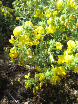 Bugrane jaune, Bugrane fétide © P. Rouveyrol