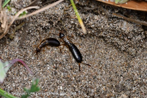 Forficule, Pince-oreille, Perce-oreille © J. Touroult - LPR Corse - MNHN, CdC, OFB
