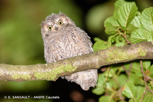 Hibou petit-duc, Petit-duc scops © E. SANSAULT - ANEPE Caudalis