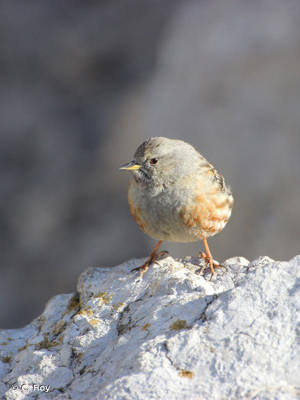 Accenteur alpin © C. Roy