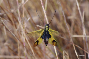 Ascalaphe ambré © O. Delzons