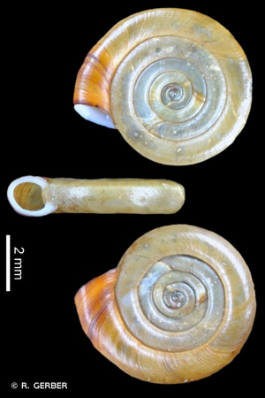 Planorbe des fossés © R. GERBER
