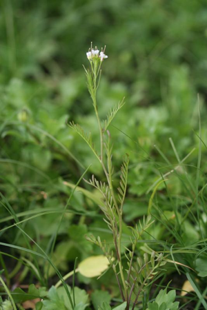 Cardamine à petites fleurs © R. Dupré MNHN/CBNBP