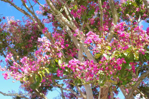 Lilas des Indes, Folie de jeune fille © Michel Garnier