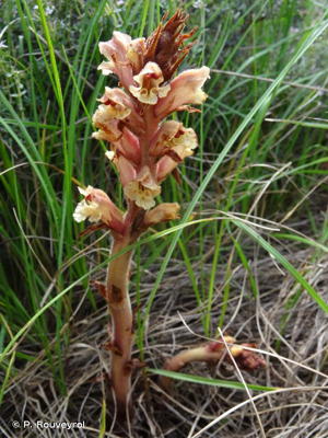 Orobanche du thym, Orobanche blanche © P. Rouveyrol