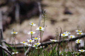 Pâquerette annuelle © O. Delzons