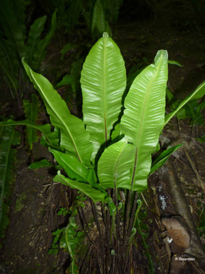 Scolopendre, Scolopendre officinale © P. Gourdain