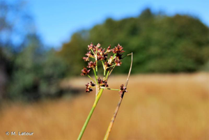 Jonc à tépales aigus, Jonc acutiflore © M. Latour