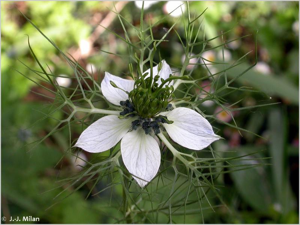 Nigelle de Damas, Herbe de Capucin © 