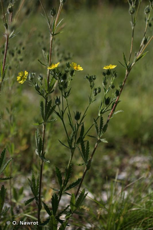 Potentille grisâtre, Potentille inclinée © O. Nawrot