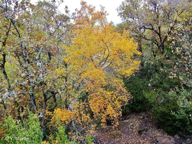 Érable de Montpellier, Agas, Azerou &copy; 