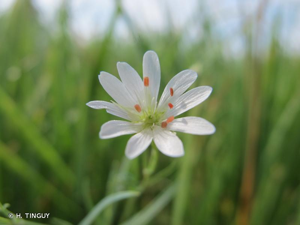 Stellaire des marais © H. TINGUY