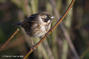 Bruant des roseaux © Pierre-Yves Le Bail