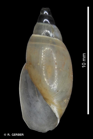 Physe élancée © R. GERBER