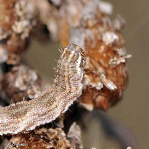 Eupithécie frappée (L') © F. Chevaillot
